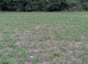 Satılır 12 sot torpaq Şəki