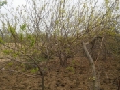 Satılır 8 sot torpaq Sumqayıt