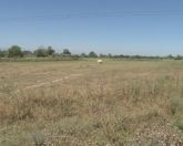 Satılır 8000 sot torpaq Xaçmaz