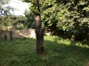 Satılır 20 sot torpaq İsmayıllı