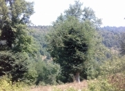 Satılır 10 sot torpaq Lənkəran