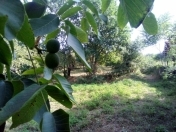 Satılır 43 sot torpaq Quba