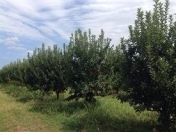 Satılır 240 sot torpaq Şabran