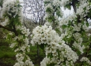 Satılır 6 sot torpaq Qusar