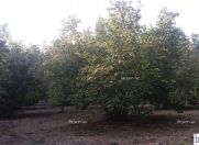 Satılır 22 sot torpaq Xaçmaz