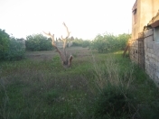 Satılır 17 sot torpaq Buzovna