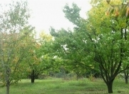 Satılır 18.5 sot torpaq Qusar