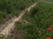 Satılır 1.2135 sot torpaq Xaçmaz