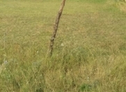 Satılır 8 sot torpaq Quba