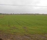 Satılır 12 sot torpaq Salyan