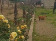 Satılır 2 otaqlı 16 m2 həyət evi Zabrat 2