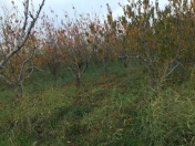 Satılır 281 sot torpaq Xaçmaz