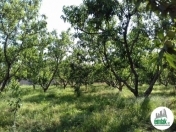 Satılır 20 sot torpaq Xaçmaz