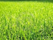 Satılır 850 sot torpaq Şabran