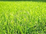 Satılır 6 sot torpaq Ağdaş