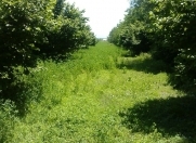 Satılır 170 sot torpaq Zaqatala