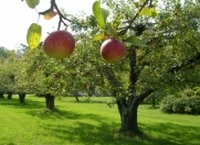 Satılır 165 sot torpaq Xaçmaz