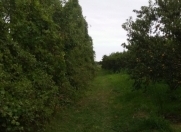 Satılır 500 sot torpaq Xaçmaz