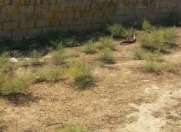 Satılır 6 sot torpaq Maştağa