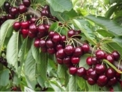 Satılır 50 sot torpaq Xaçmaz