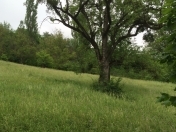 Satılır 28 sot torpaq Qusar