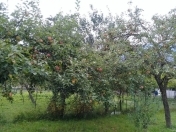 Satılır 10 sot torpaq Qax