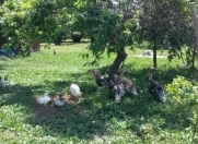 Satılır 1500 sot torpaq Şəki