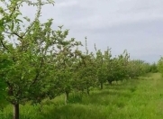 Satılır 453 sot torpaq Qusar