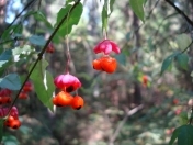 Satılır 245 sot torpaq Quba