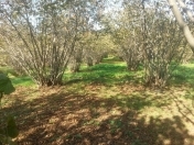 Satılır 100 sot torpaq Qax