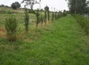 Satılır 250 sot torpaq İsmayıllı