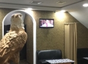 Satılır 5 otaqlı 120 m2 obyekt Əhmədli