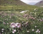 Satılır 6 sot torpaq Sumqayıt