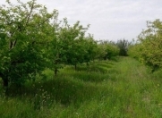 Satılır 200 sot torpaq Qusar