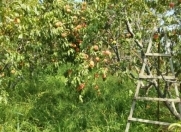 Satılır 500 sot torpaq Xaçmaz