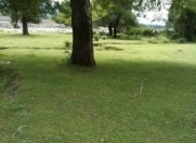 Satılır 22 sot torpaq İsmayıllı