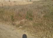 Satılır 3 sot torpaq Masazır