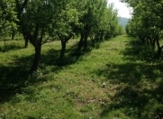 Satılır 46 sot torpaq Quba