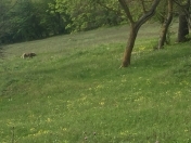 Satılır 200 sot torpaq Xaçmaz