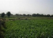 Satılır 20 sot torpaq Xaçmaz