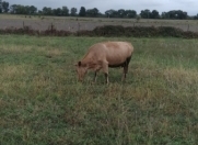 Satılır 1000 sot torpaq Qusar