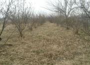 Satılır 10 sot torpaq Xaçmaz