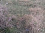 Satılır 10 sot torpaq Şabran