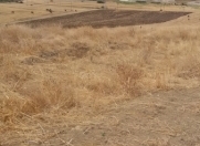 Satılır 250 sot torpaq Siyəzən