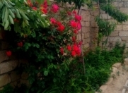 Satılır 3 otaqlı 96 m2 həyət evi Olimpia Stadionu