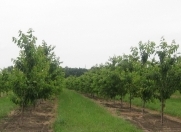 Satılır 23 sot torpaq Xaçmaz