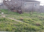 Satılır 4 otaqlı 120 m2 bağ evi Zirə