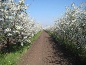 Satılır 453 sot torpaq Qusar