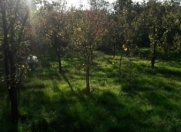 Satılır 6 sot torpaq Oğuz