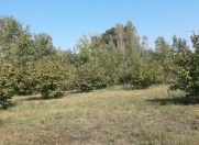 Satılır 24 sot torpaq Oğuz